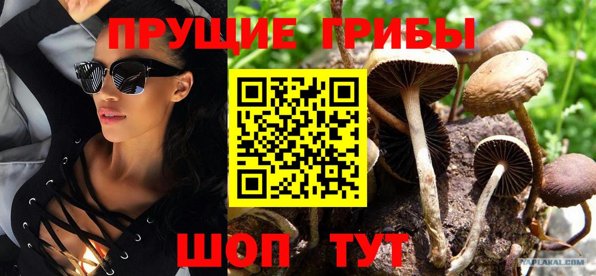 Галлюциногенные грибы Psilocybe Бутурлиновка